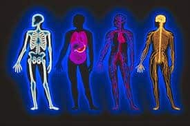 Body bones, organs and muscles pictorial. Study anatomy and physiology at Bali BISA, Sanur