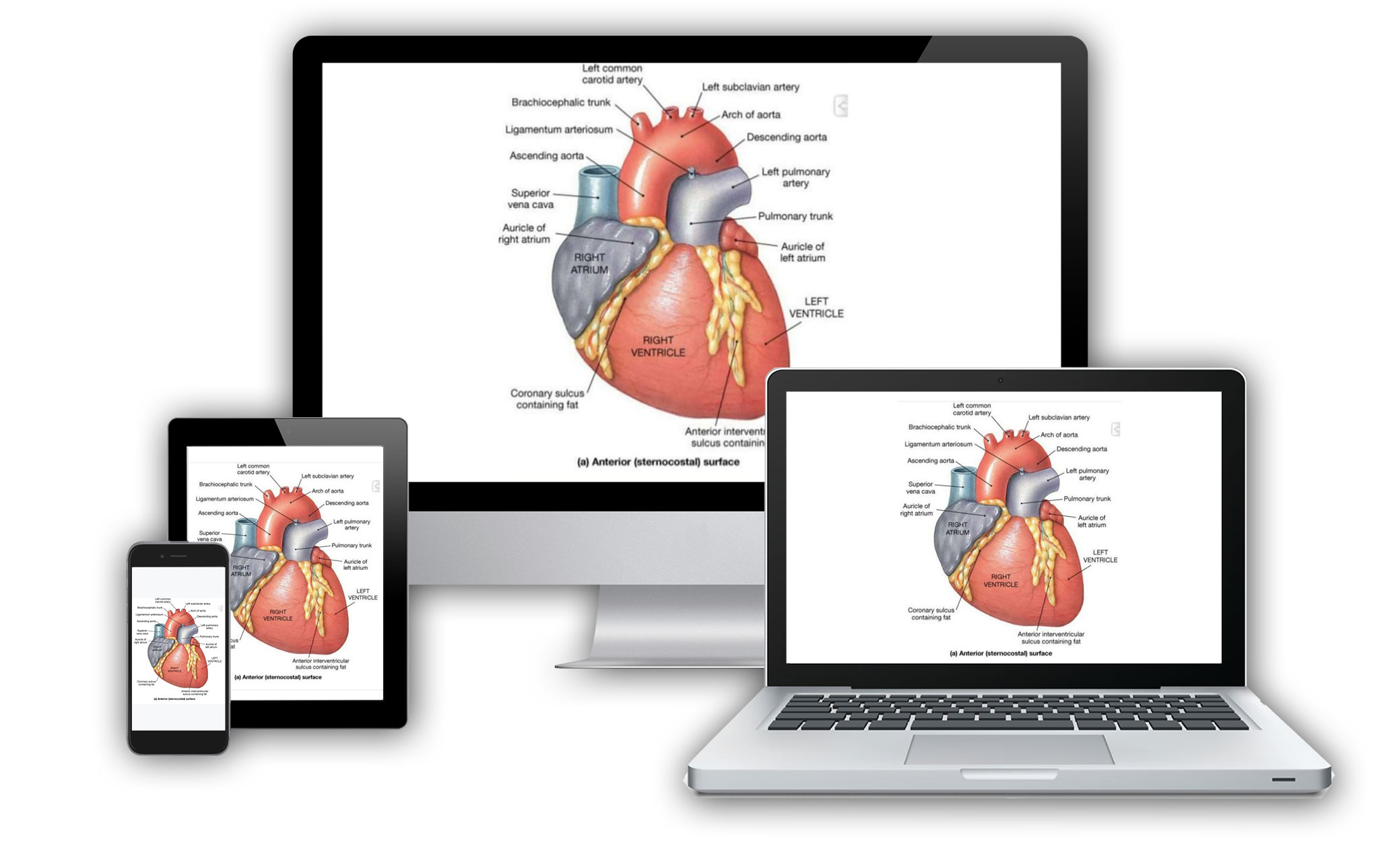 vtct-level-3-award-in-anatomy-physiology