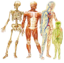 ITEC Bali courses - Human Anatomy And Physiology