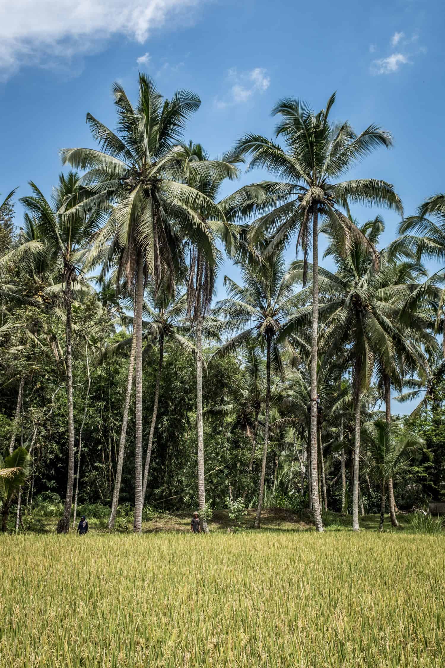 coconut-tree